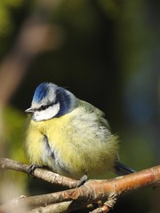 Fluffy blue tit on a branch