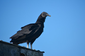 Black vulture in Florida