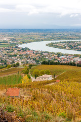 autumn vineyards in Rhona region