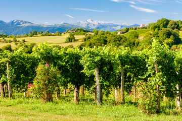 Fototapeta na wymiar vineyard, Jurancon, France