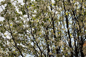 Tree with spring flowers