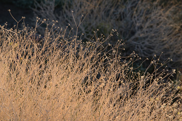 Dried Grass makes a nice natural background. 
