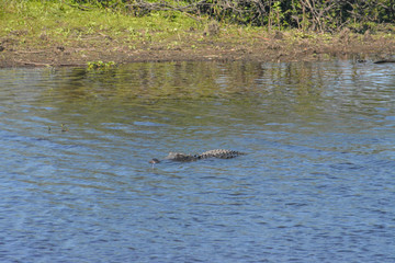 Fototapeta premium Florida swimming in Myakka River in Florida
