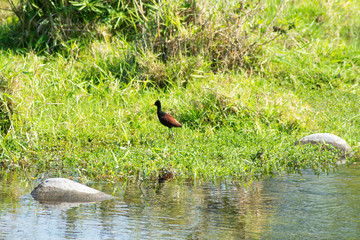 jacana norteña