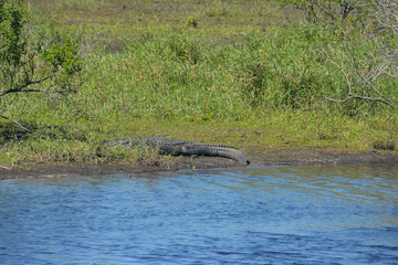 Alligators sunning themselves on a river bank in Florida's Myakka River State Park