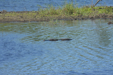 Alligators sunning themselves on a river bank in Florida's Myakka River State Park