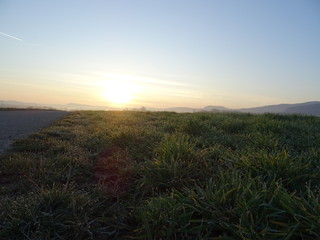 Grasfeld im Sonnenaufgang