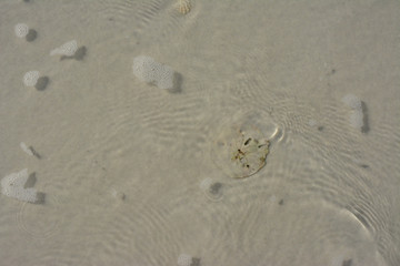 Fototapeta na wymiar Sand dollar underwater on a beach on Florida's Gulf Coast