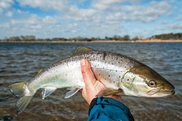 Small sea trout in the hand