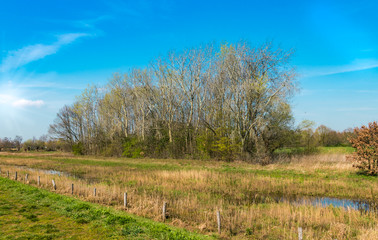 trees in Middelrode Noord Brabant