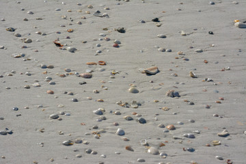 Seashells along the tropical Florida Gulf Coast on Longboat Key