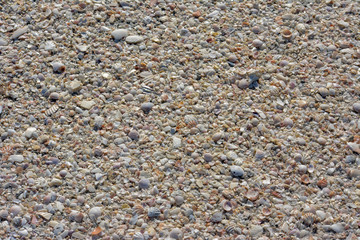 Seashells along the tropical Florida Gulf Coast on Longboat Key