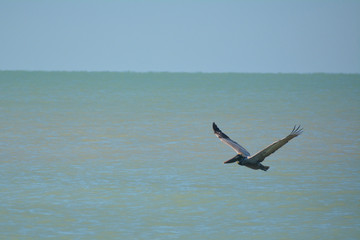 Pelican flying over the Gulf of Mexico in St. Peterburg Florida