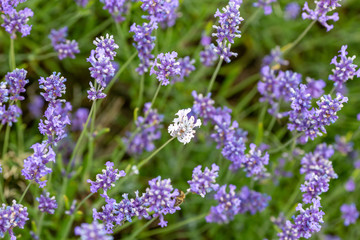 A white lavender flower growing amongst purple lavender