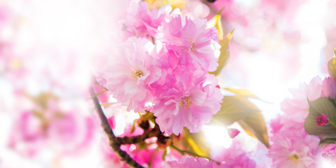 cherry blossom branch, spring bloom