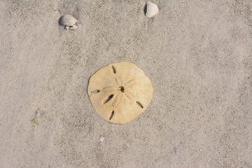 Sand dollar sitting on a sandy beach along Florida's gulf coast