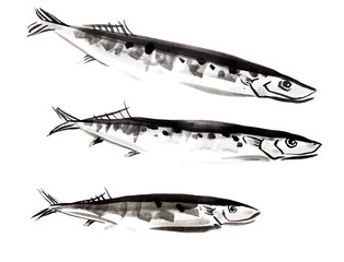 Sauri fish
