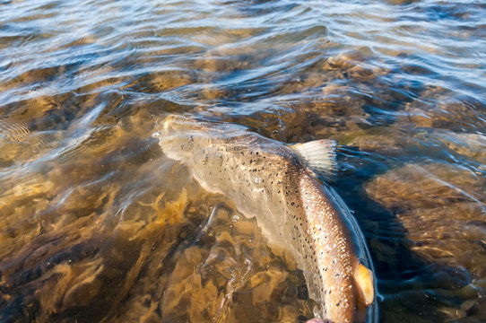 Releasing moment of the big sea trout
