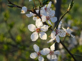 Weisse Blüten bringen den Frühling