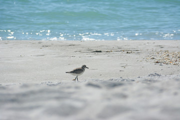 Sanderling on a tropical beach in Florida