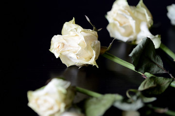Faded white roses on a dark background close up