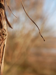 Polonne / Ukraine - 6 February 2019: Grape vine curled tendril detail in spring. Tendril of grapes,...
