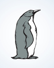 Penguin. Vector drawing