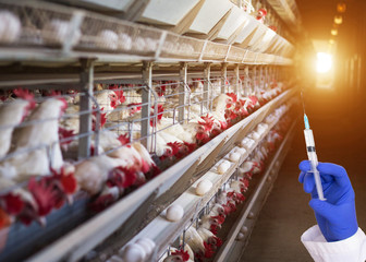 Doctor holding a syringe against the background of the poultry farm concept of antibiotics and hormones in chicken eggs and chicken meat, incubator