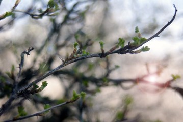 branch of tree in winter