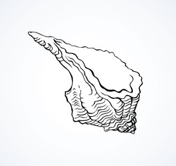 Vector drawing curled seashell