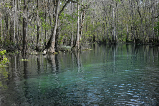 Ichetucknee River In Ichetucknee Springs State Park, Florida