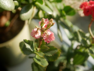 Polonne / Ukraine - 29 January 2019: pink houseplants on the windowsill