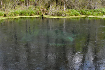 The Blue Hole in Ichetucknee Springs State Park, Florida