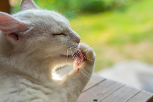 White Cat Licking Paw