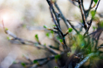 branch