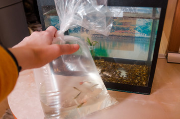 A hand holding fish in plastic bag