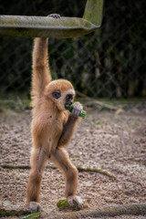 Obraz premium baby monkey