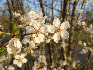 Weisse Blüten bringen den Frühling