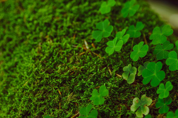clover close up. st patricks day. copy space