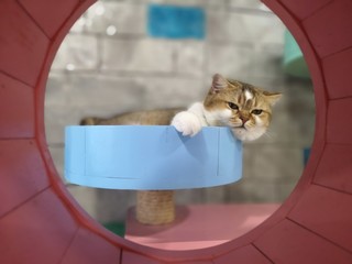 The cat is lay down and relaxing.