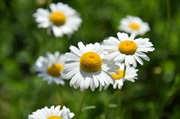 Fototapeta premium field of daisies