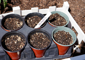 Potted Milkweed Seeds