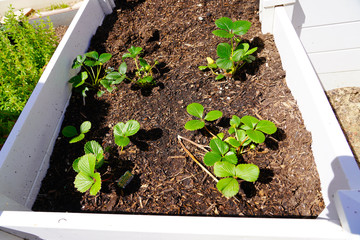 Strawberry Plants in Garden