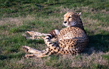 cheetah in grass