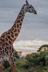 Obraz premium Portrait Giraffe in Ngorongoro