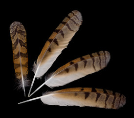 Feathers of an Owl over black background
