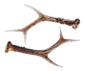 Obraz premium Roe Deer Shed Antlers isolated on white