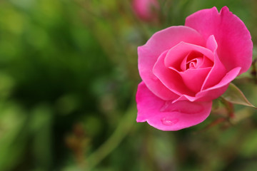 background of pink beautiful rose. selective focus
