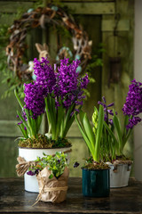 beautiful spring hiacinth flowers in rustic background