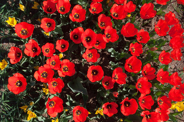 Tulipani rossi in fioritura. Fiori rossi sbocciati. Vista dall'alto, flat lay.